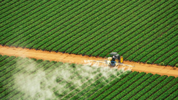 Best Pest Removal Services  in Sterling, GA