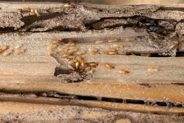Best Spider Control Near Me  in Sterling, GA