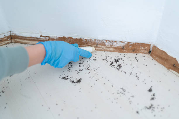 Best Affordable Pest Control Services  in Sterling, GA